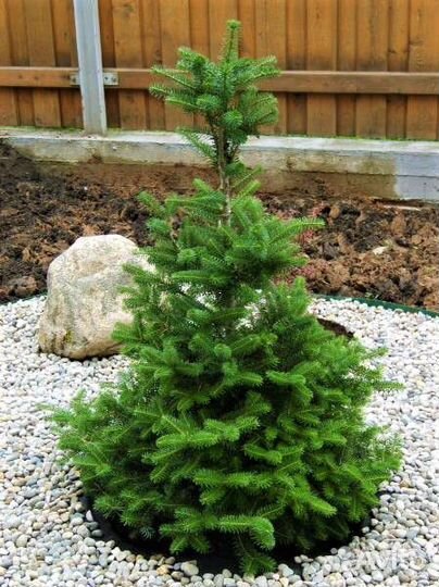 Семена пихты корейской