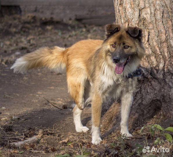 Песик с 3 лапами ищет дом