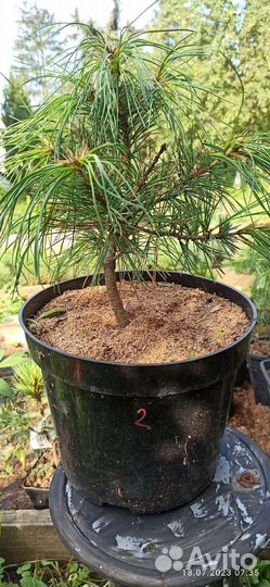 Кедр корейский саженцы, Pnus koraiénsis