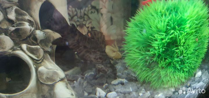 Аквариум уже с рыбками