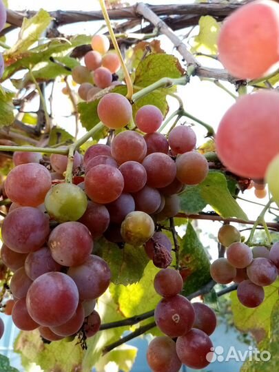 Виноград