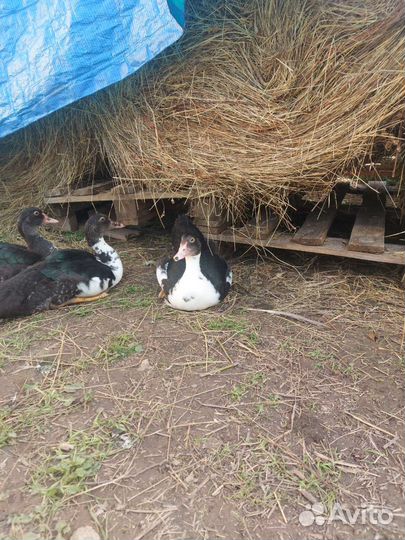 Мускусные утки тяжелые линии