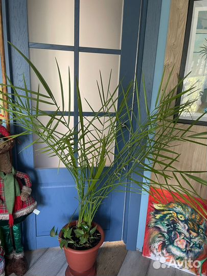 Финиковая пальма