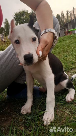 Американский питбультерьер щенки