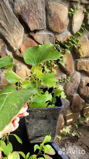 Партеноциссус (Девичий виноград) Вичи Боскоп