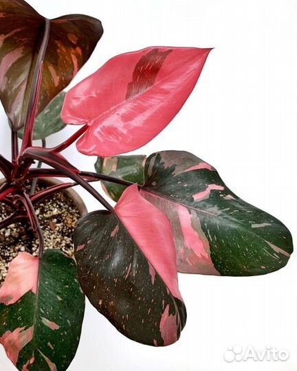 Филодендрон Розовая Принцесса