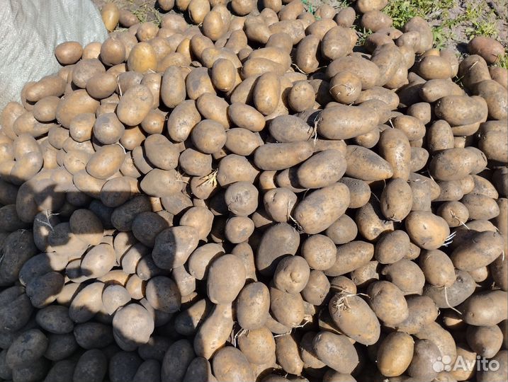 Продам картофель