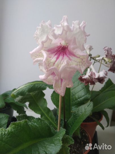 Стрептокарпусы