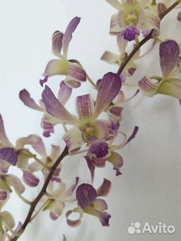 Дендробиумы - фаленопсисы
