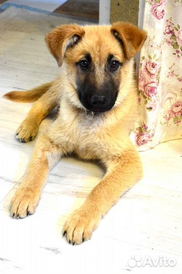 Щенок мальчик Лаки 3,5 мес