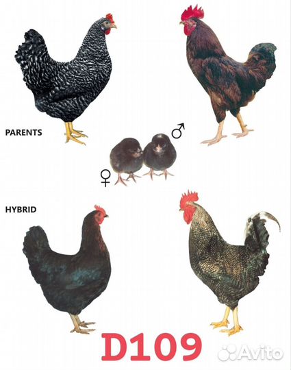 Курочка - молодка несушка Доминант