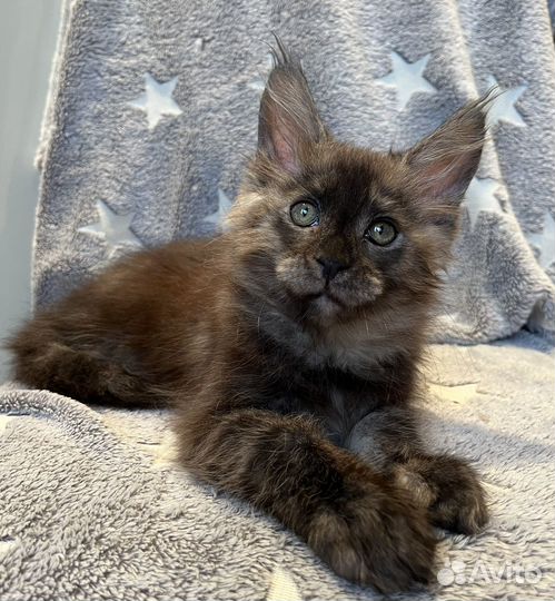 Котик мейн-кун