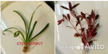 Растения для аквариума
