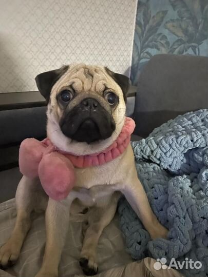 Мопс вязка мальчик