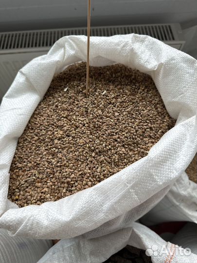 Эспарцет семена