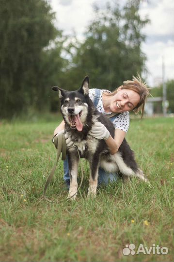 Обездоленная собака, в поисках семьи