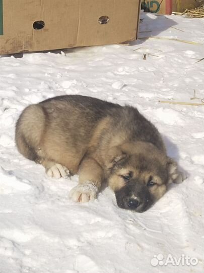 Кавказский волкодав мальчики