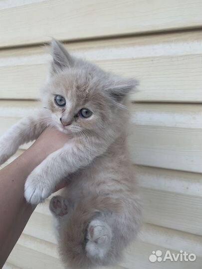 Котята отдам в добрые руки бесплатно