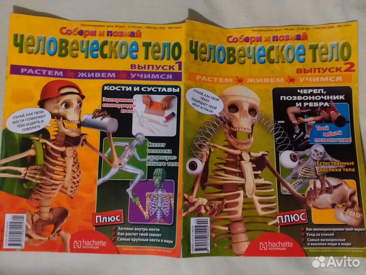 Скелет«Артем»(110см), внутренние органы+журналы