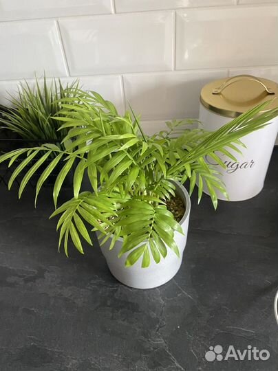 Пальма хамедорея