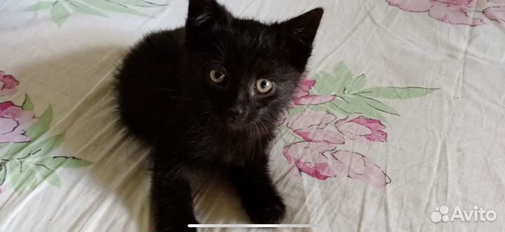 Котенок девочка 2 месяца