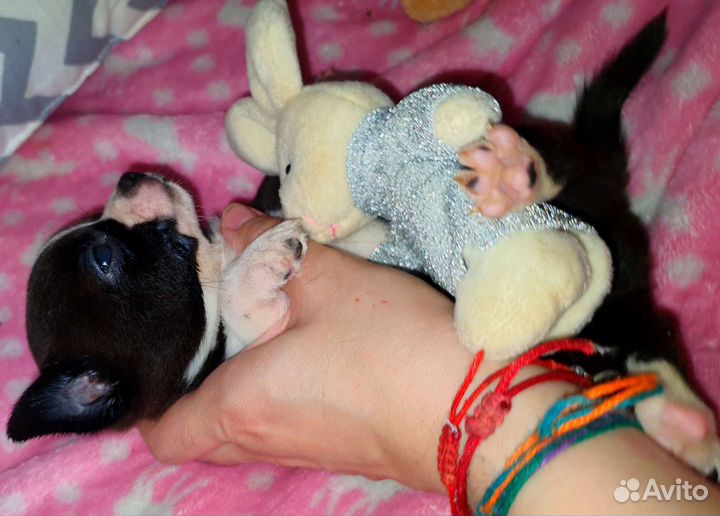 Очень кукольная минюшечка чихуахуа,доставка