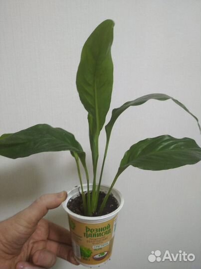 Спатифиллум