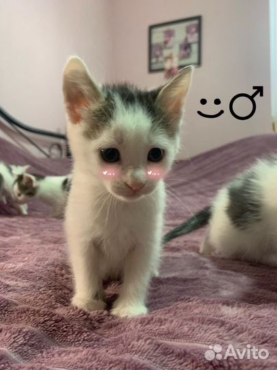 Котенок в добрые руки