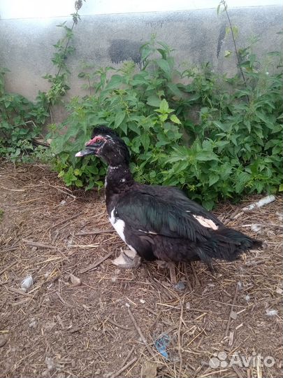 Гуси и индоутки