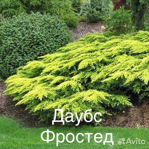 Можжевельник сортовой