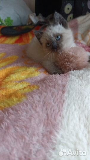 Котенок в дар