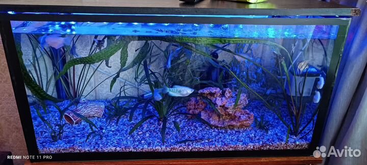 Аквариум