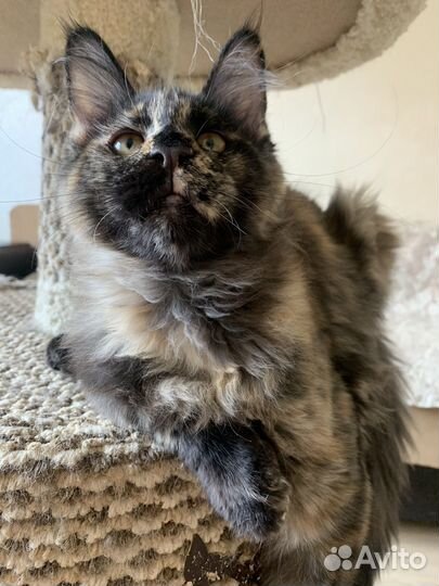 Котята мейн-кун