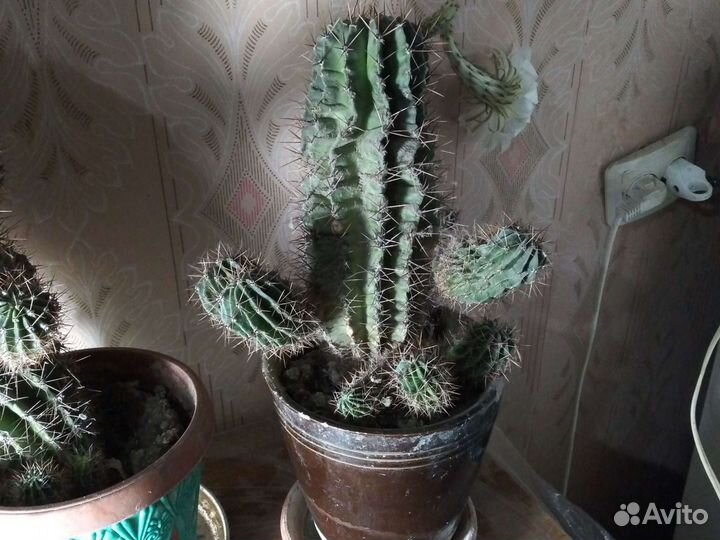 Кактусы цветущие