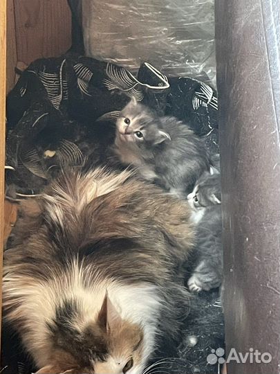 Котята в добрые руки даром