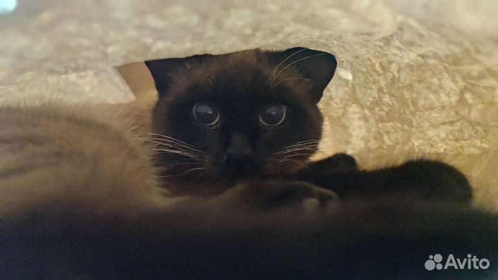 Просто милый кот