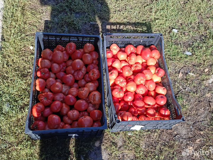 Помидоры домашние