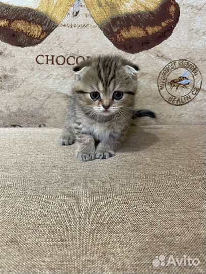 Шотландские вислоухие и прямоухие котята