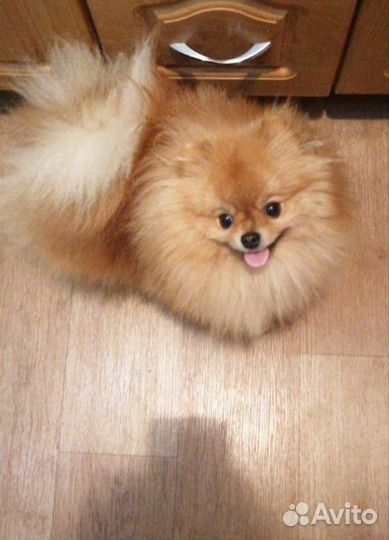 Вязка шпица