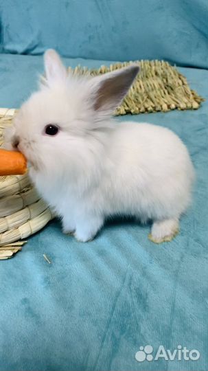 Вислоухие карликовые (мини) кролики (крольчата)
