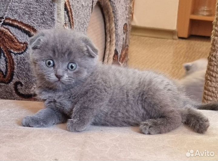 Шотландская вислоухая кошка