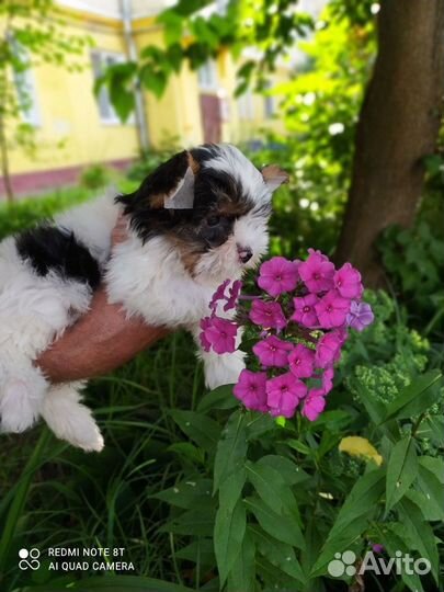 Щенки бивер йорка