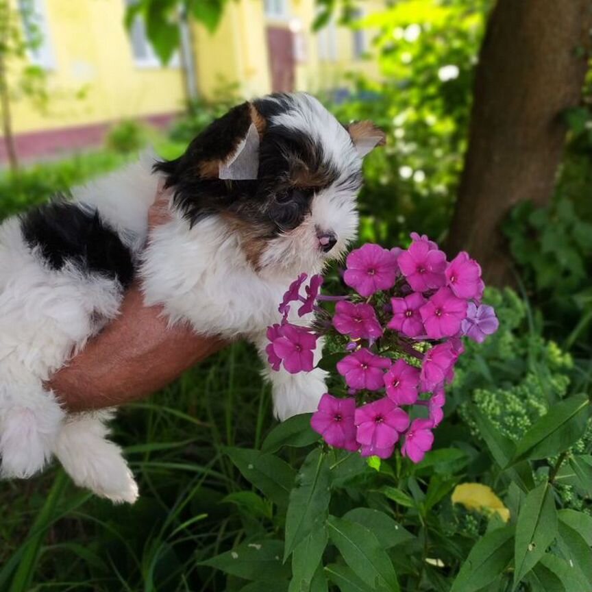 Щенки бивер йорка