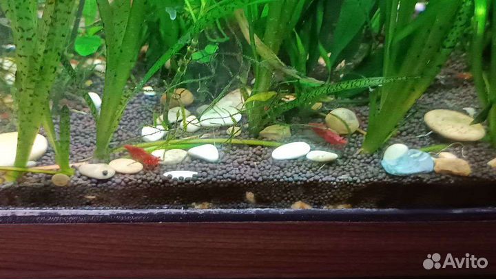 Креветки вишня