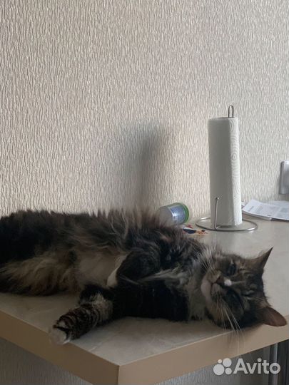 Посижу с вашим котиком Передержка котов Кэтситтер