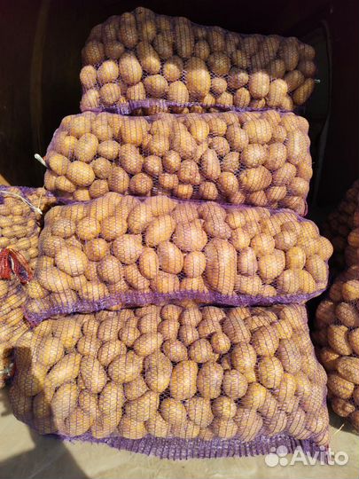 Продам картофель, Коломбо сорт