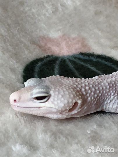 Эублефар super snow diablo