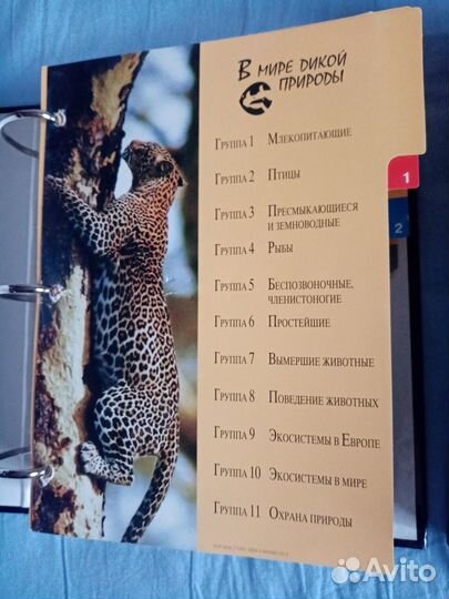 Энциклопедия В мире дикой природы