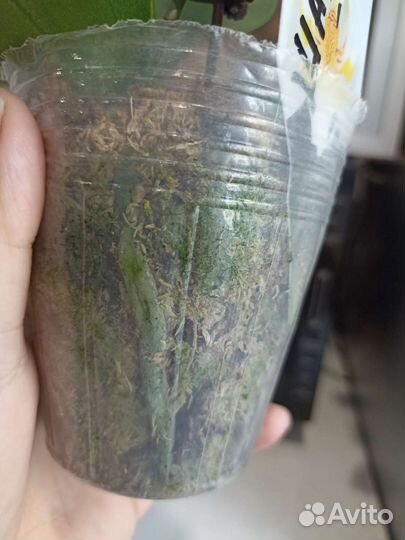 Орхидея фаленопсис мини шангрила