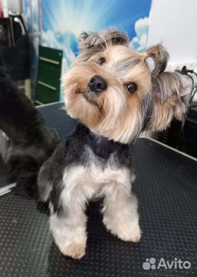 Стрижка собак в Темрюке